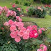 ヒメ日記 2025/07/18 13:26 投稿 みらい 激安ソープの殿堂　ボイン・ホーテ