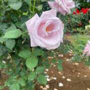 ヒメ日記 2025/08/18 12:17 投稿 みらい 激安ソープの殿堂　ボイン・ホーテ