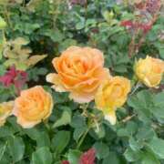 ヒメ日記 2025/08/24 12:28 投稿 みらい 激安ソープの殿堂　ボイン・ホーテ