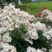 ヒメ日記 2025/12/02 17:29 投稿 みらい 激安ソープの殿堂　ボイン・ホーテ