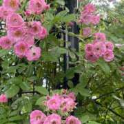 ヒメ日記 2026/01/21 15:50 投稿 みらい 激安ソープの殿堂　ボイン・ホーテ