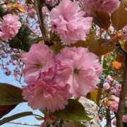 ヒメ日記 2025/05/04 21:35 投稿 りんね 奥様特急　上野・鶯谷店