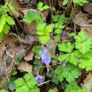 ヒメ日記 2025/05/05 02:56 投稿 りんね 奥様特急　上野・鶯谷店