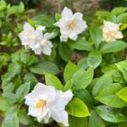 ヒメ日記 2025/05/06 05:45 投稿 りんね 奥様特急　上野・鶯谷店