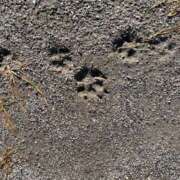 りんね お礼✨ 奥様特急　上野・鶯谷店