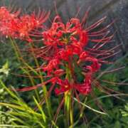 ヒメ日記 2025/09/22 13:04 投稿 三原翔子 五十路マダム東広島店(カサブランカグループ)