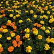 ヒメ日記 2025/11/07 11:18 投稿 三原翔子 五十路マダム東広島店(カサブランカグループ)