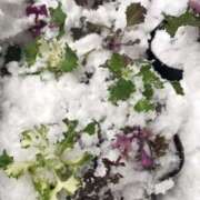 ヒメ日記 2025/12/26 12:44 投稿 三原翔子 五十路マダム東広島店(カサブランカグループ)