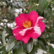 ヒメ日記 2026/01/11 19:42 投稿 三原翔子 五十路マダム東広島店(カサブランカグループ)