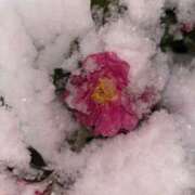 ヒメ日記 2026/02/08 12:32 投稿 三原翔子 五十路マダム東広島店(カサブランカグループ)