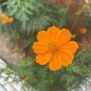 ヒメ日記 2026/09/20 13:54 投稿 三原翔子 五十路マダム東広島店(カサブランカグループ)
