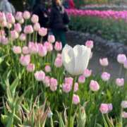 めい姫 感謝ですっ 螢