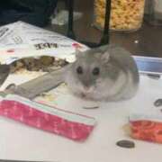 ヒメ日記 2026/03/15 23:04 投稿 二階堂みほ 月の真珠-五反田-