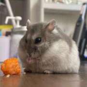 ヒメ日記 2026/03/16 00:25 投稿 二階堂みほ 月の真珠-五反田-