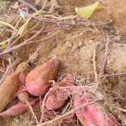 ヒメ日記 2025/10/19 09:00 投稿 あきな 性腺熟女100％（デリヘル市場）