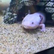 ヒメ日記 2025/09/11 16:42 投稿 柴崎あゆは THE痴漢電車.com