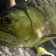 ヒメ日記 2025/11/14 16:13 投稿 柴崎あゆは THE痴漢電車.com