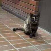 ヒメ日記 2025/11/15 18:13 投稿 柴崎あゆは THE痴漢電車.com