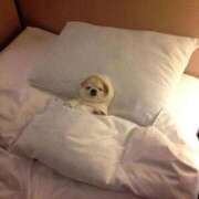 ヒメ日記 2026/01/03 09:53 投稿 柴崎あゆは THE痴漢電車.com