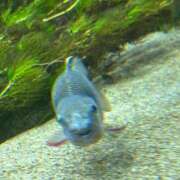 ヒメ日記 2025/11/07 10:53 投稿 古賀あゆは 全裸美女からのカゲキな誘惑