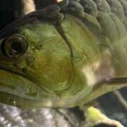 ヒメ日記 2025/11/14 16:12 投稿 古賀あゆは 全裸美女からのカゲキな誘惑