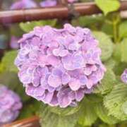 ヒメ日記 2025/06/11 08:05 投稿 あきな 性腺熟女100％鶯谷（デリヘル市場）