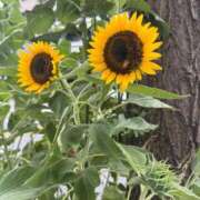 ヒメ日記 2025/09/05 06:42 投稿 夏目ひまり 多恋人倶楽部