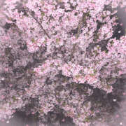 ヒメ日記 2026/03/30 22:25 投稿 みな 栃木宇都宮ちゃんこ