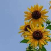 星沢 なな 8月になりました！ 東京貴楼館