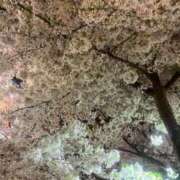 ヒメ日記 2026/04/01 20:17 投稿 かや ヴァージンチェリー