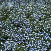 ヒメ日記 2025/05/05 00:02 投稿 なぎ（ダーリング） Yシャツと私