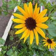 ヒメ日記 2025/08/21 13:00 投稿 なぎ（ダーリング） Yシャツと私