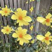 ヒメ日記 2025/10/30 15:09 投稿 なぎ（ダーリング） Yシャツと私