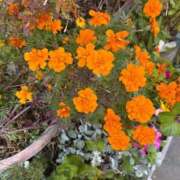 ヒメ日記 2026/01/02 13:26 投稿 なぎ（ダーリング） Yシャツと私