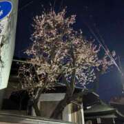 ヒメ日記 2026/02/01 18:27 投稿 なぎ（ダーリング） Yシャツと私