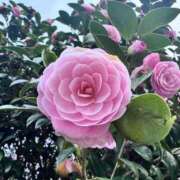 ヒメ日記 2026/04/07 23:50 投稿 くるみ 渋谷角海老