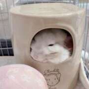 ヒメ日記 2025/05/23 17:50 投稿 はるひ 即トク奥さん