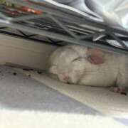 ヒメ日記 2025/05/27 12:00 投稿 はるひ 即トク奥さん