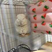 ヒメ日記 2025/11/14 10:50 投稿 はるひ 即トク奥さん