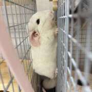 ヒメ日記 2025/12/07 12:20 投稿 はるひ 即トク奥さん