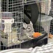 ヒメ日記 2025/12/09 15:20 投稿 はるひ 即トク奥さん