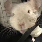 ヒメ日記 2025/12/12 17:08 投稿 はるひ 即トク奥さん