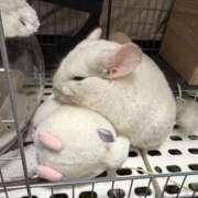 ヒメ日記 2025/12/16 14:10 投稿 はるひ 即トク奥さん