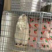 ヒメ日記 2026/01/23 18:30 投稿 はるひ 即トク奥さん