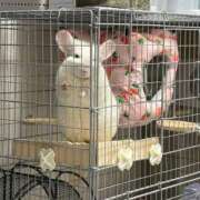 ヒメ日記 2026/02/06 07:00 投稿 はるひ 即トク奥さん