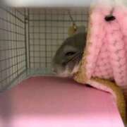 ヒメ日記 2026/02/13 23:03 投稿 はるひ 即トク奥さん