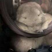 ヒメ日記 2026/02/25 19:50 投稿 はるひ 即トク奥さん