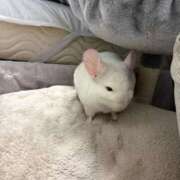 ヒメ日記 2026/02/26 18:31 投稿 はるひ 即トク奥さん