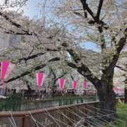 みみ 桜〜！ 新橋フェアリーズ