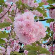 ヒメ日記 2026/04/15 18:56 投稿 みみ 新橋フェアリーズ